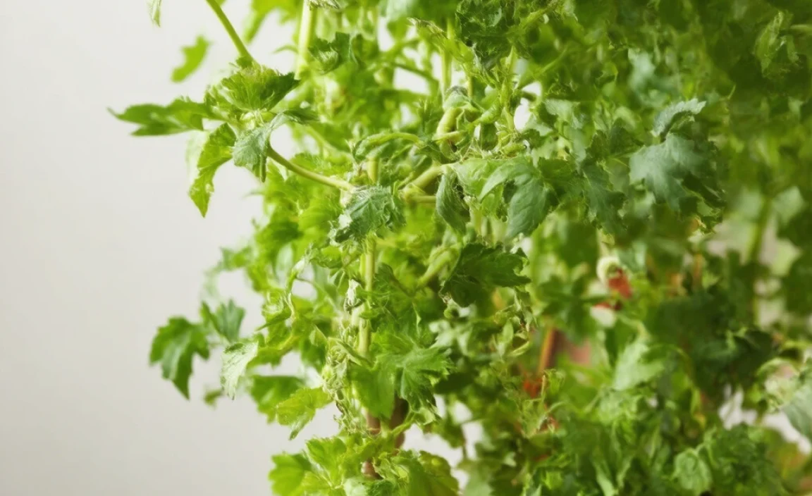 how to prune tomato plants for more yield