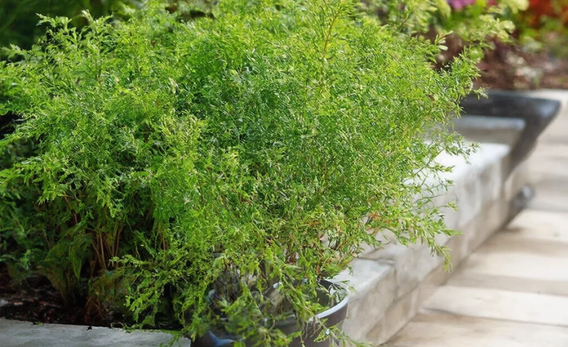 how to water plants properly in a garden