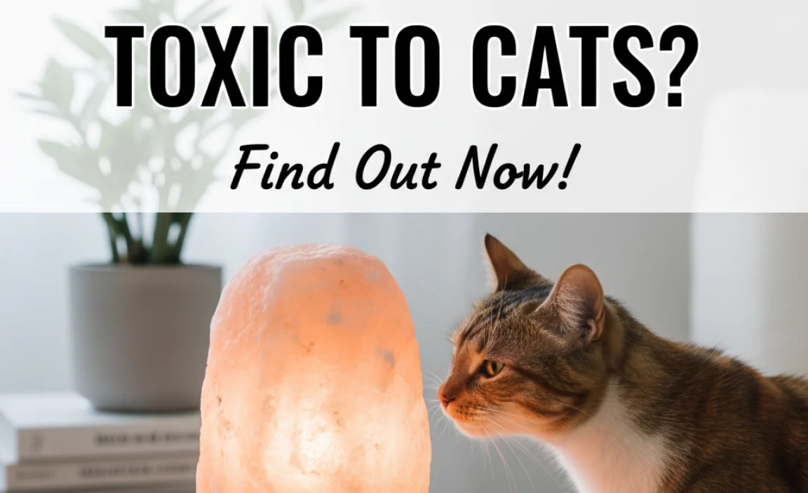 Are Salt Lamps Toxic To Cats? Find Out Now!