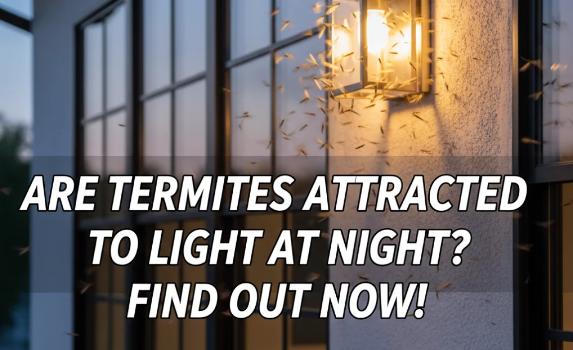 Are Termites Attracted To Light At Night? Find Out Now!