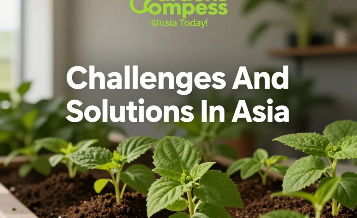 Challenges And Solutions In Asia