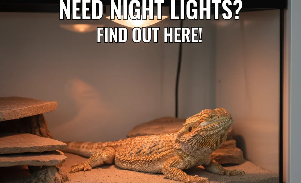 Do Bearded Dragons Need Night Lights? Find Out Here!