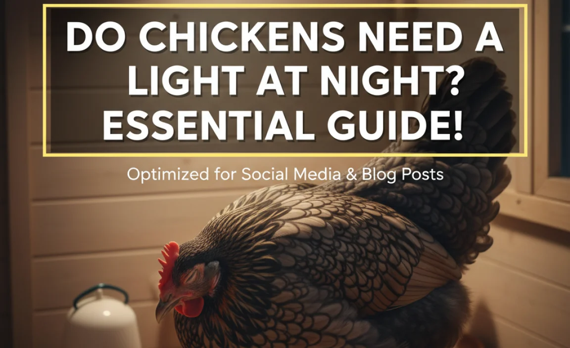 Do Chickens Need A Light At Night? Essential Guide!