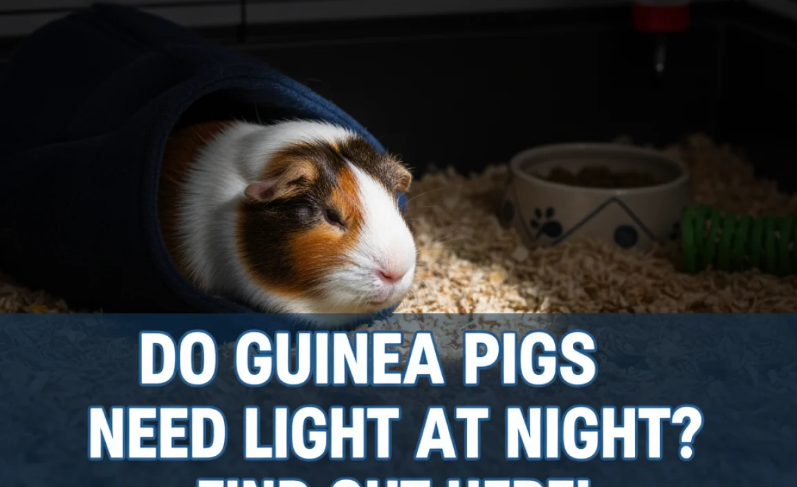 Do Guinea Pigs Need Light At Night? Find Out Here!