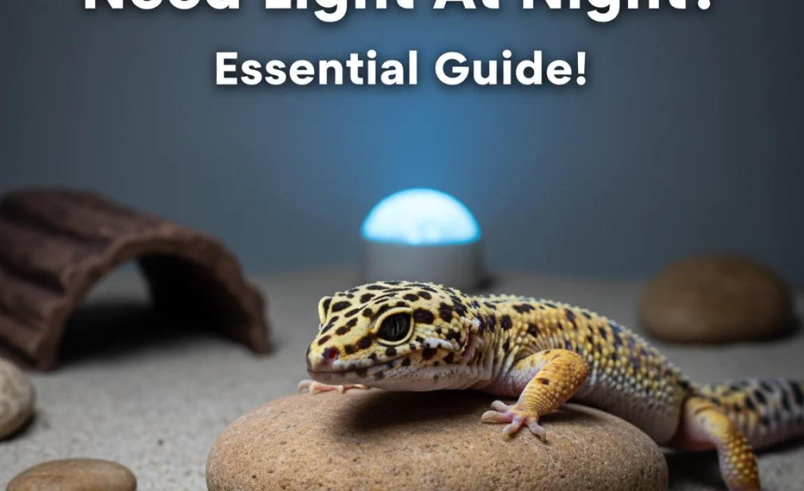 Do Leopard Geckos Need Light At Night? Essential Guide!
