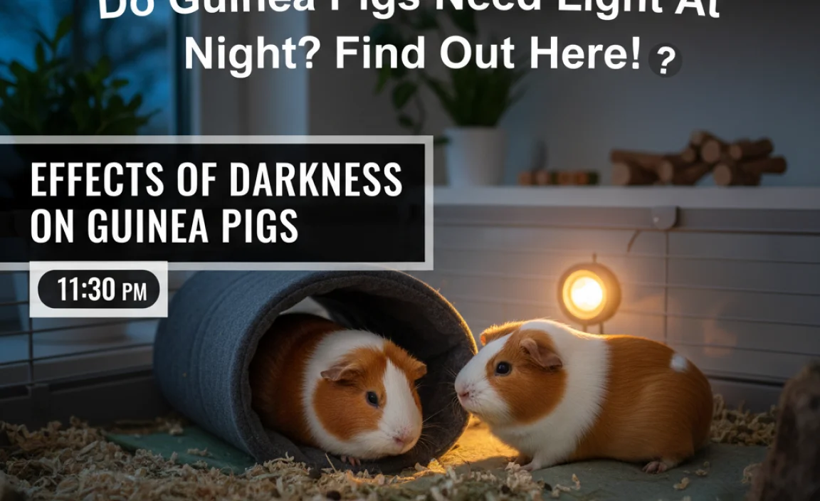 Effects of Darkness on Guinea Pigs