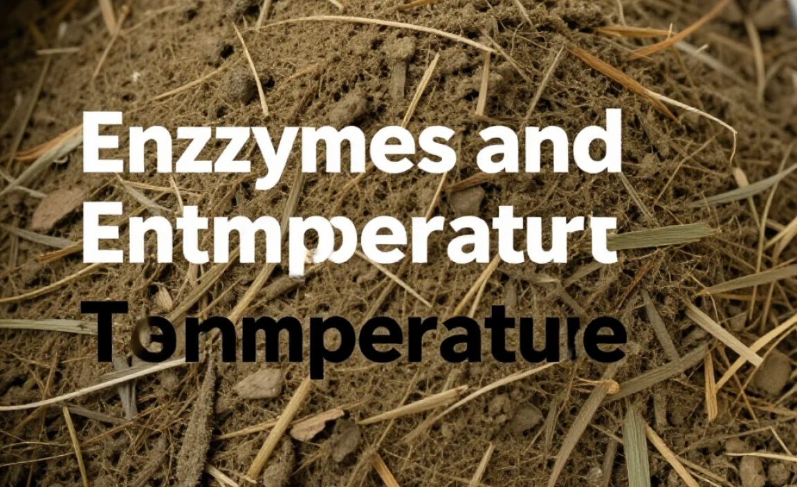 Enzymes and Temperature