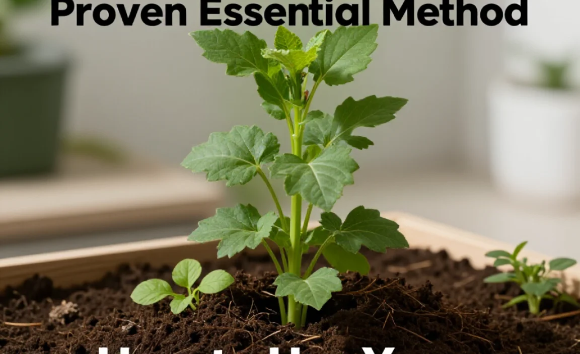 How to Use Your Ready Compost