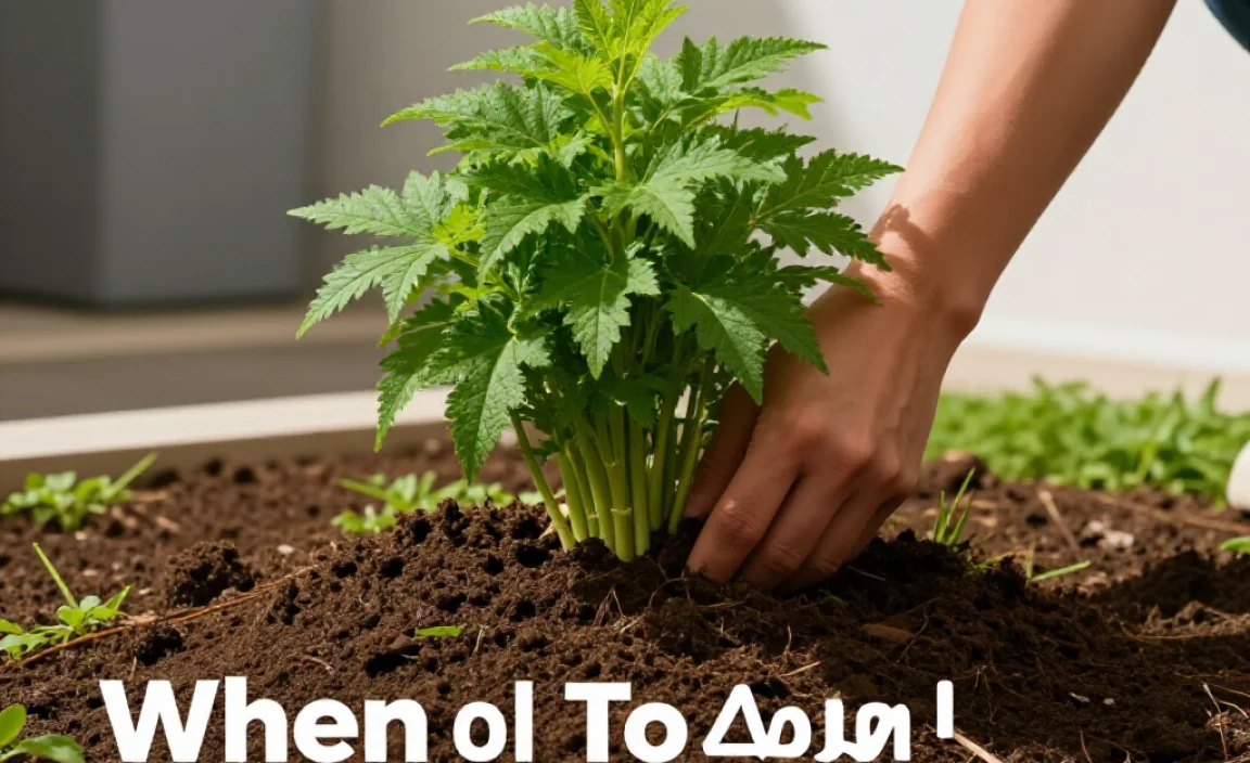 When To Apply Compost To Your Lawn