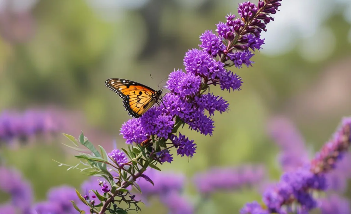 Common Questions About Butterfly Bush Aggressive Pruning