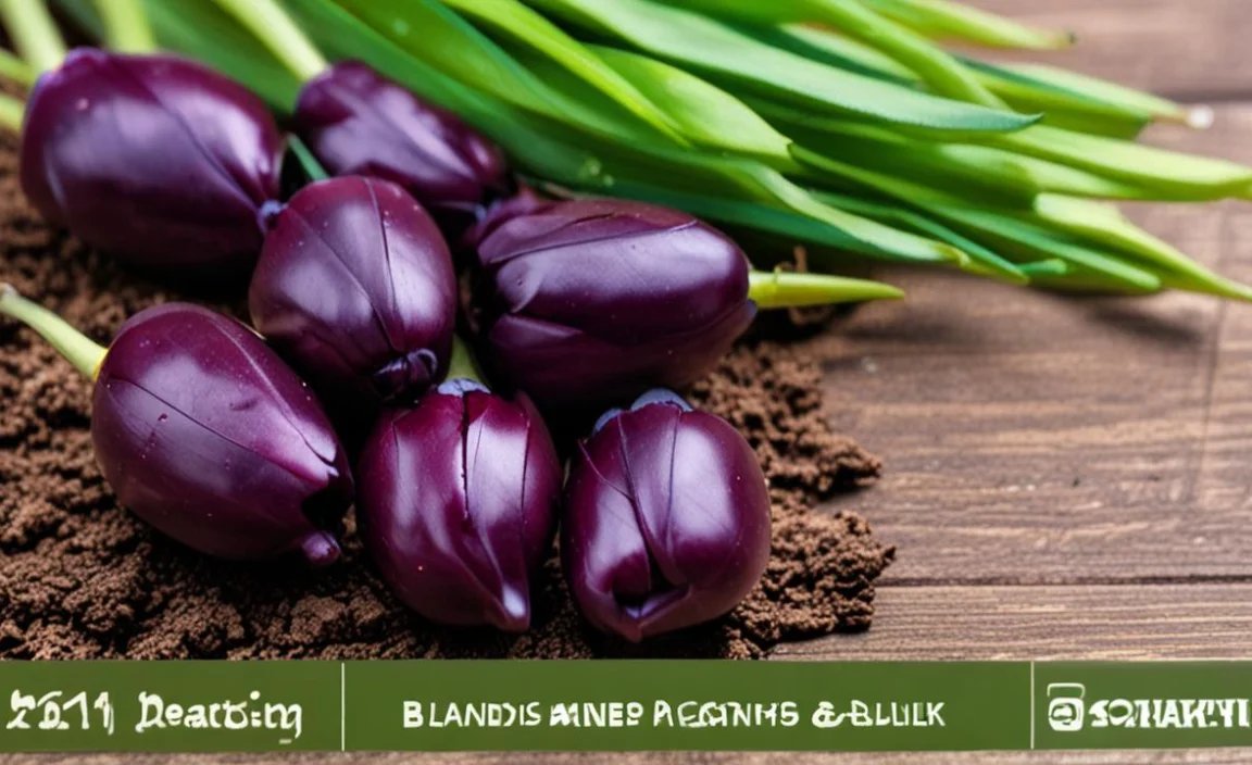 5. Growing Black Tulip Bulbs