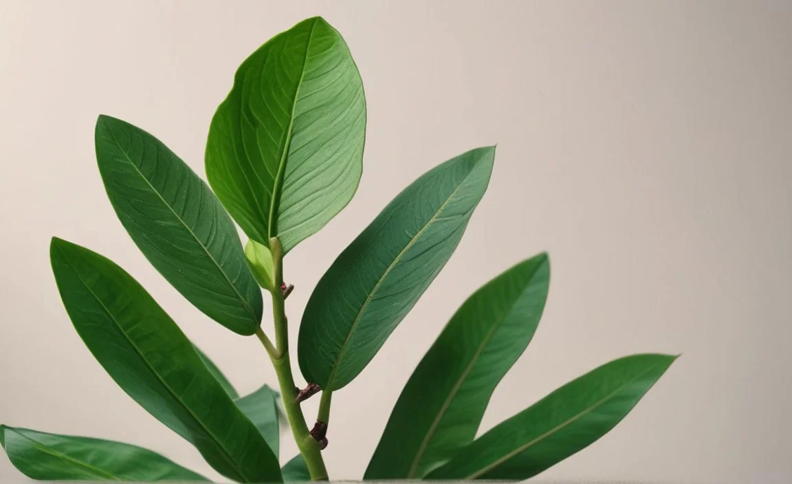 Correcting Nutrient Deficiencies And Imbalances In Zz Plants