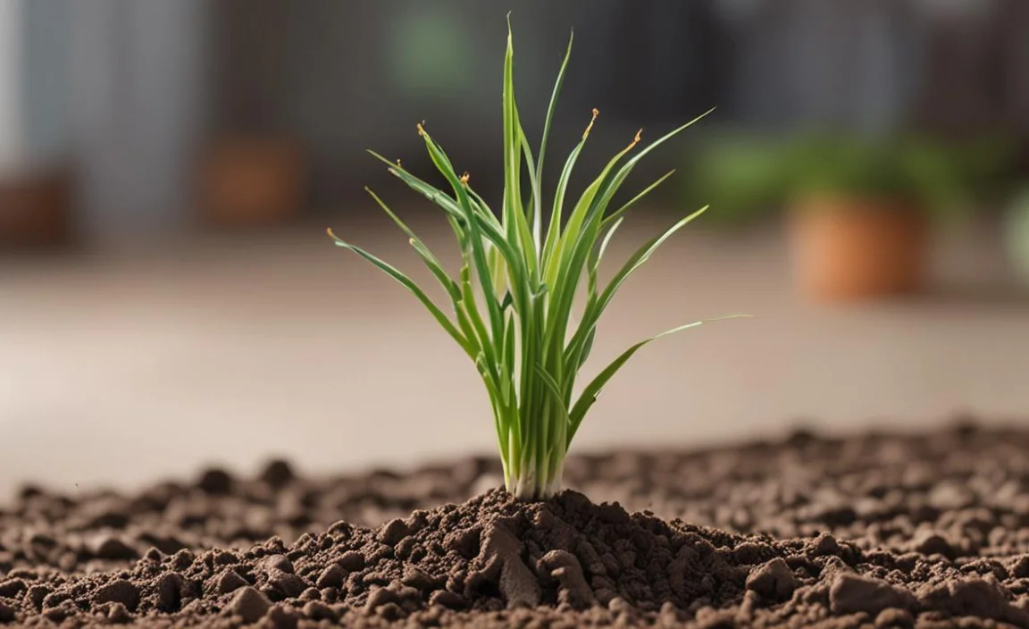 How Does Root Rocket-Fertilizer Improve Plant Resilience?