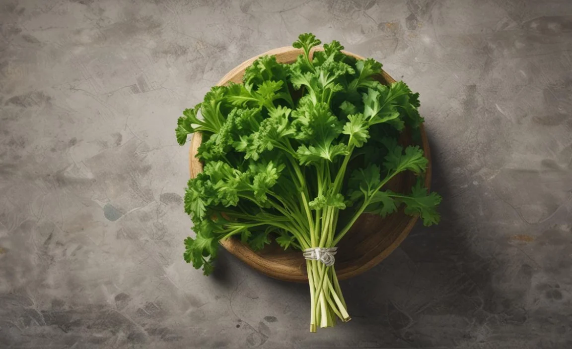 Planting Parsley At The Right Time