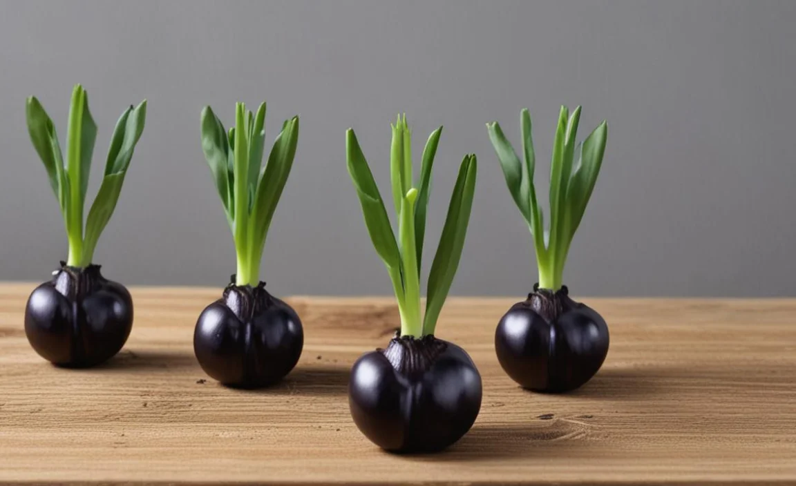 The Best Time To Plant Black Tulip Bulbs